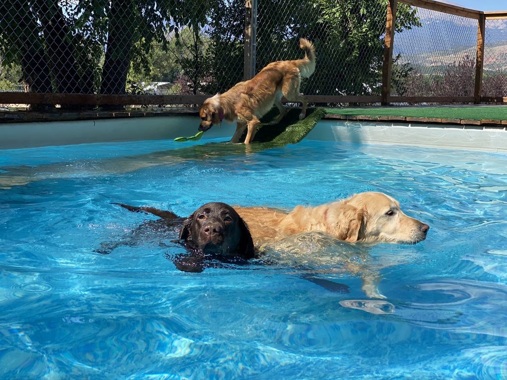 Private Dog Pool Under the Sun Dog Training and Daycare