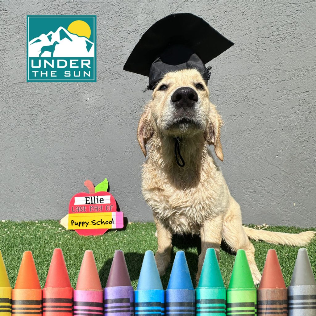 ellie grad