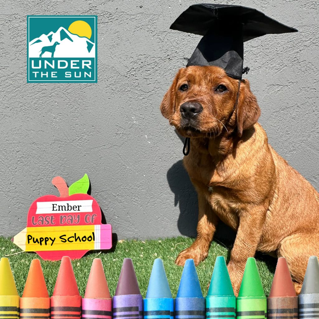 ember grad
