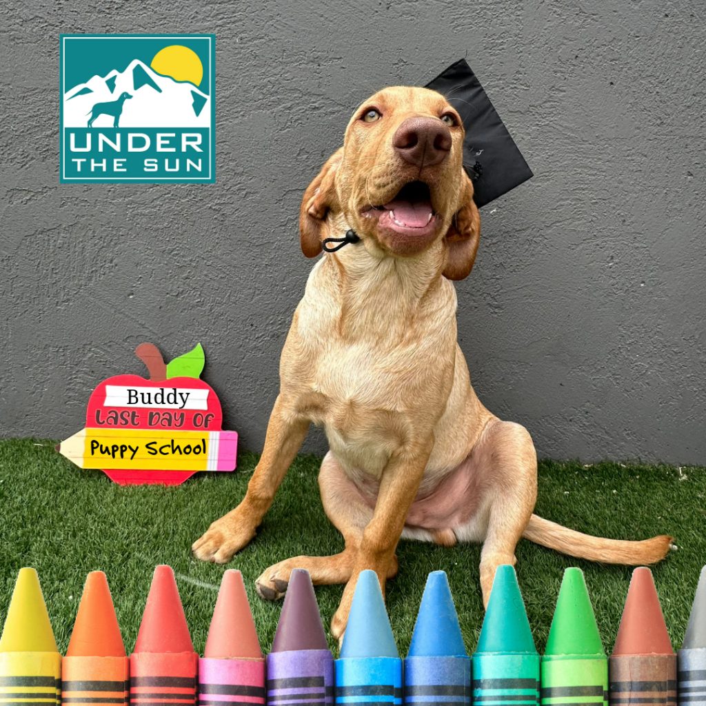 Buddy grad