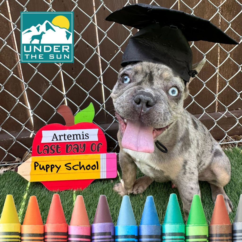 Artemis grad