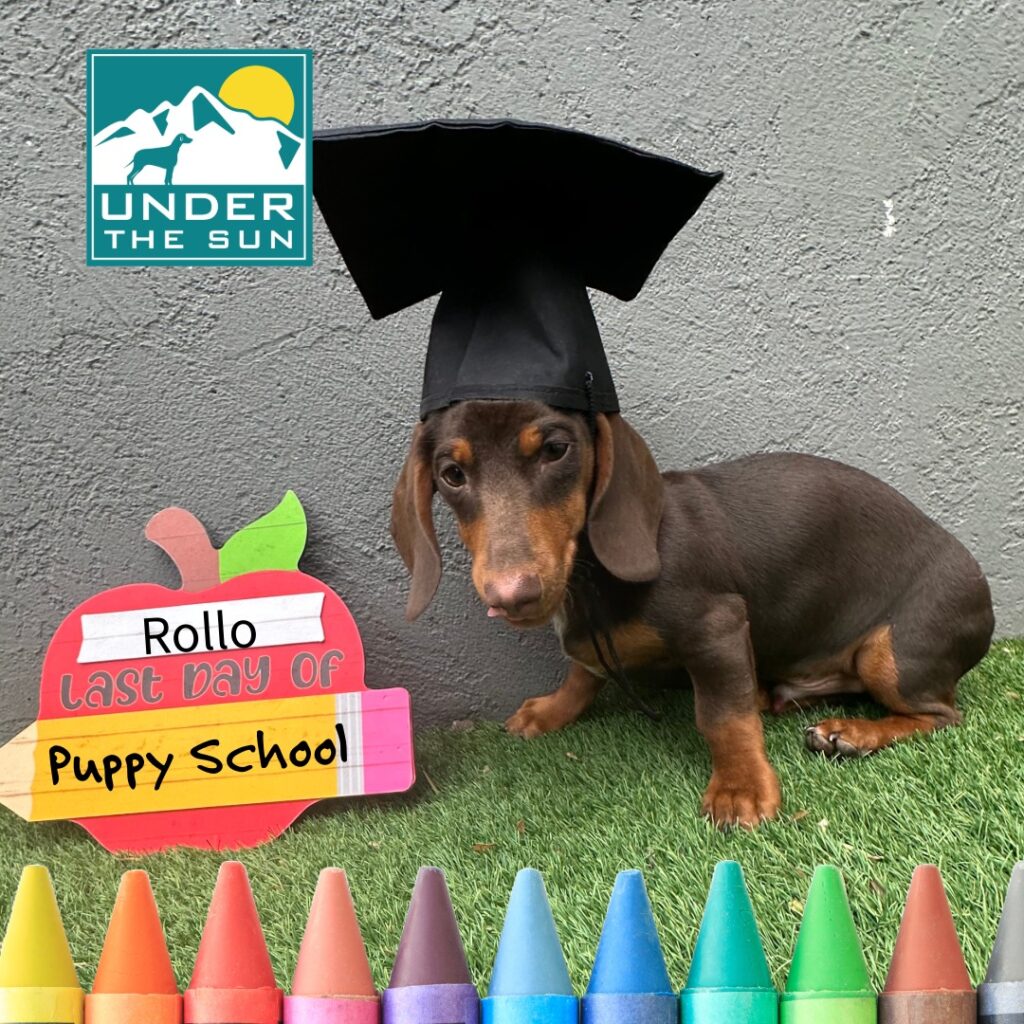 Rollo grad