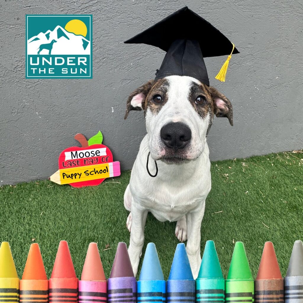 moose grad