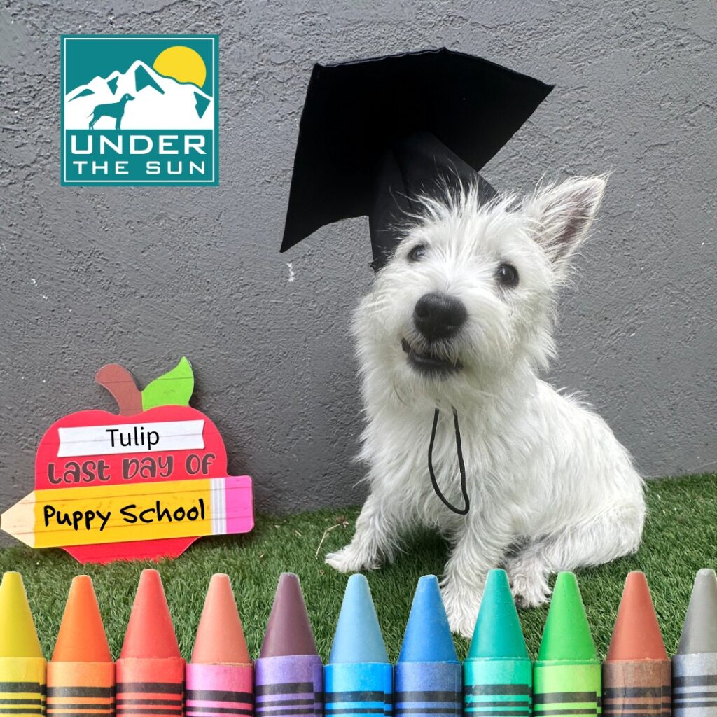 tulip grad