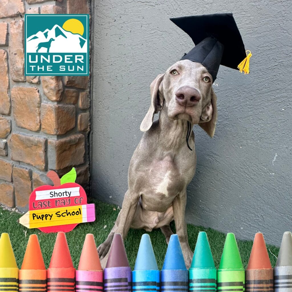 Shorty grad